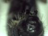 Chelostoma sp.